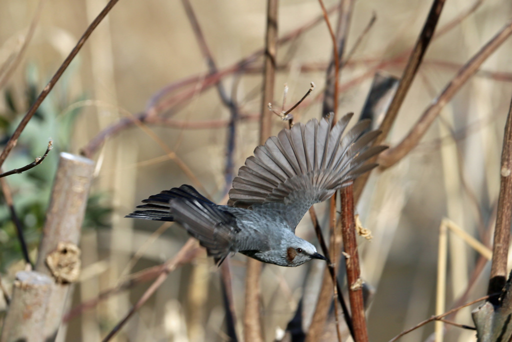 ヒヨドリ飛び出し
