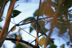 やっぱり尾羽長いのね