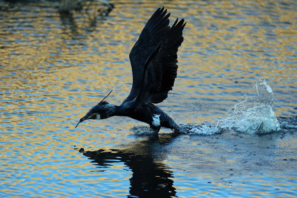 カワウ飛び出し-2