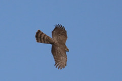 ハイタカの背中