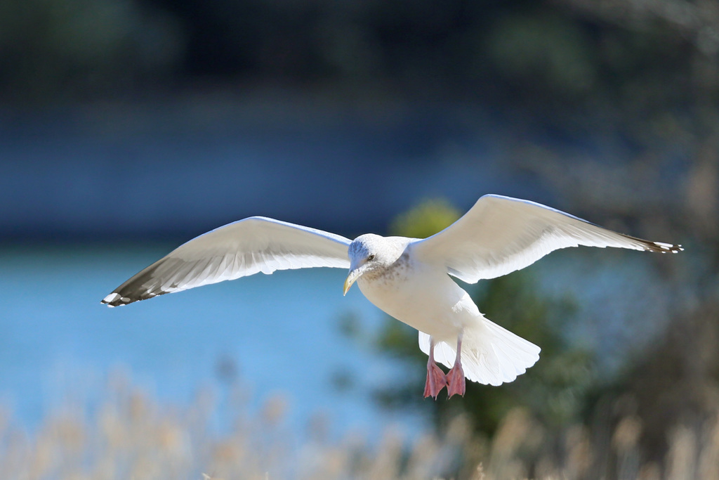 セグロカモメ着地姿勢