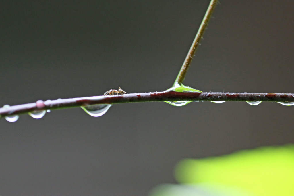 雨やんだので働きに行くよ