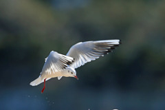 日差しを受けて