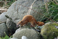 初めてのイタチ君-2