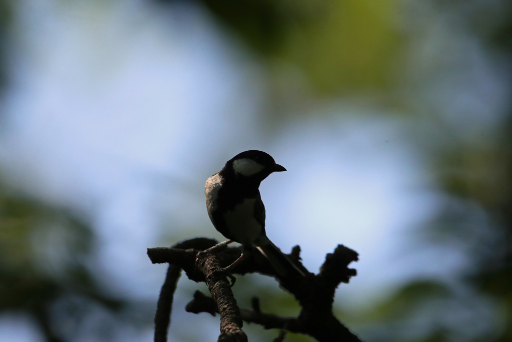 シジュウカラのシルエット