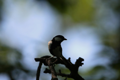 シジュウカラのシルエット