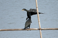 羽をがぶっとな