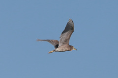 ゴイサギの若鳥