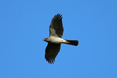 青空とハイタカ