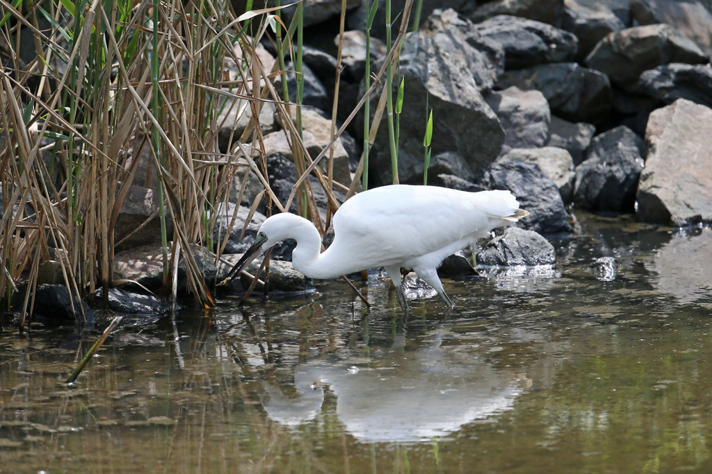 ちっちゃい獲物ゲット