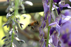 ミツバチ飛行中