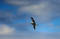 青空とセグロカモメ-9