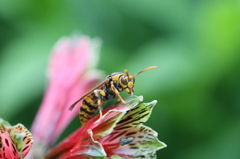 やっぱりスズメハチかな？