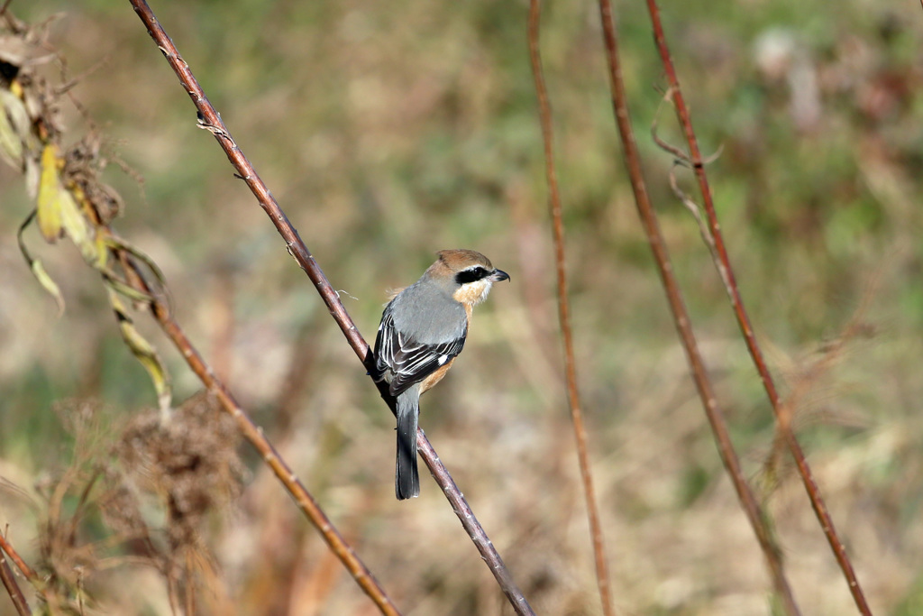 背中きれいでしょ