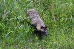 きょうはポン子