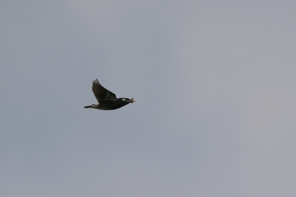 ムクドリ流し鳥