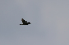 ムクドリ流し鳥