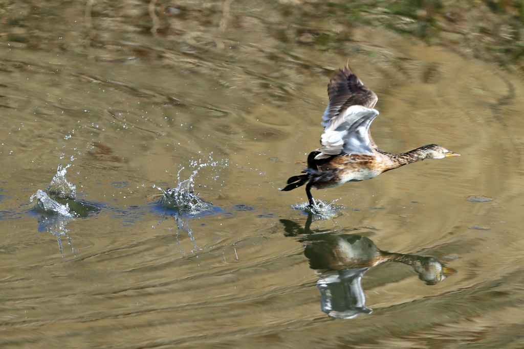 カイツブリ発進