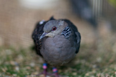 ポートレート-4