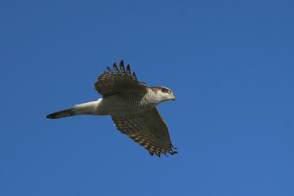 オオタカ成鳥セーフ