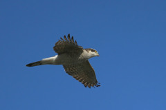 オオタカ成鳥セーフ