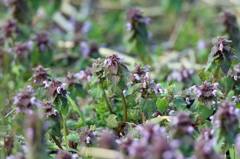 望遠レンズで花の写真-3