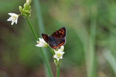 羽を開くと綺麗です