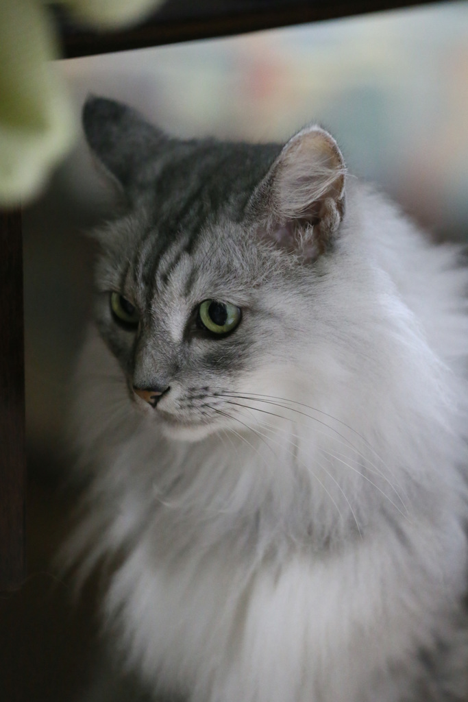 した向くにゃにゃ