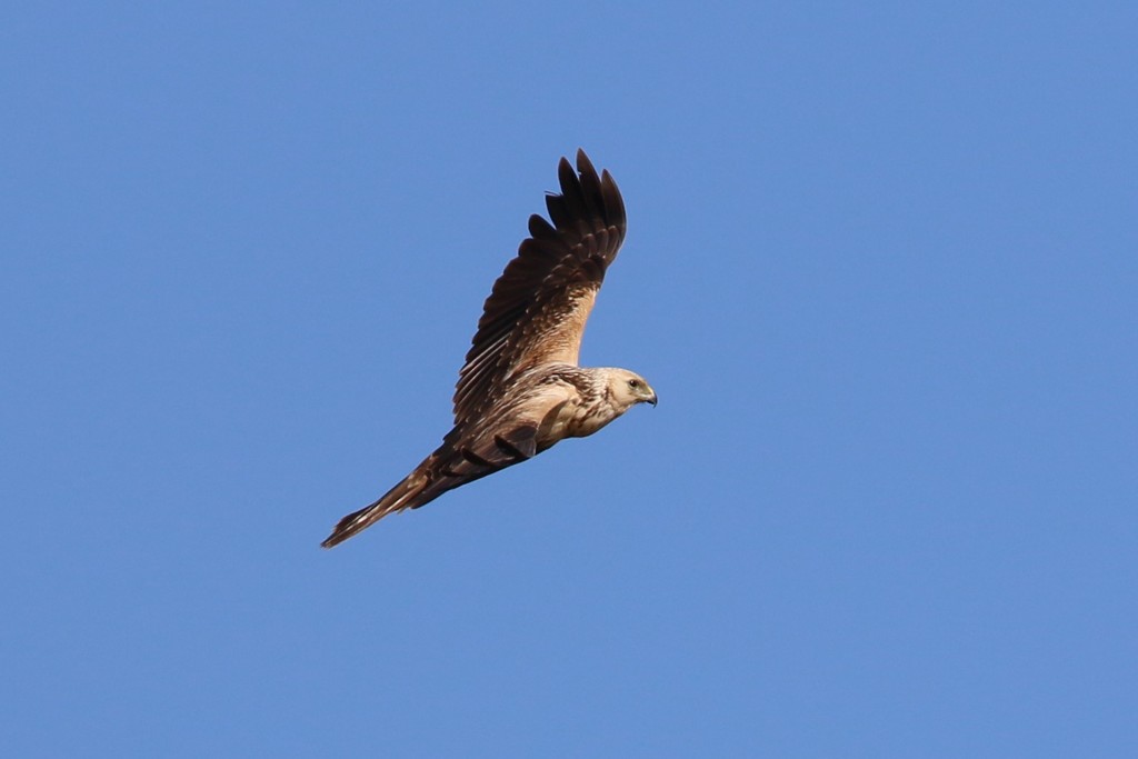 白頭チュウヒ-3