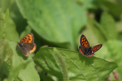 父ちゃんと母ちゃん