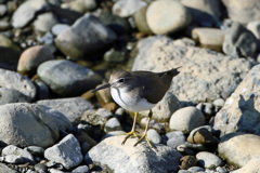 イソシギポーズ-3