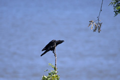 カラスも木から落ちる？