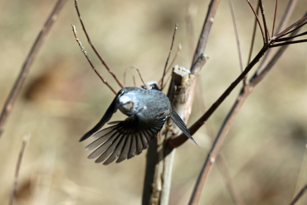 ヒヨドリ飛び出し