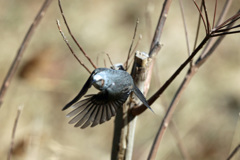 ヒヨドリ飛び出し