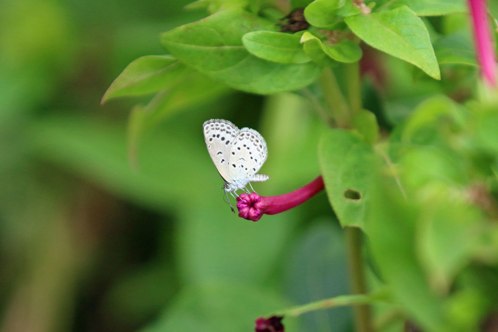 オシロイバナとシジミ君