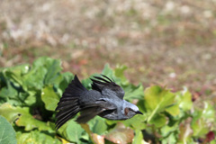 ヒヨドリ低空飛行