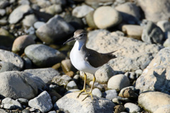 イソシギポーズ-1