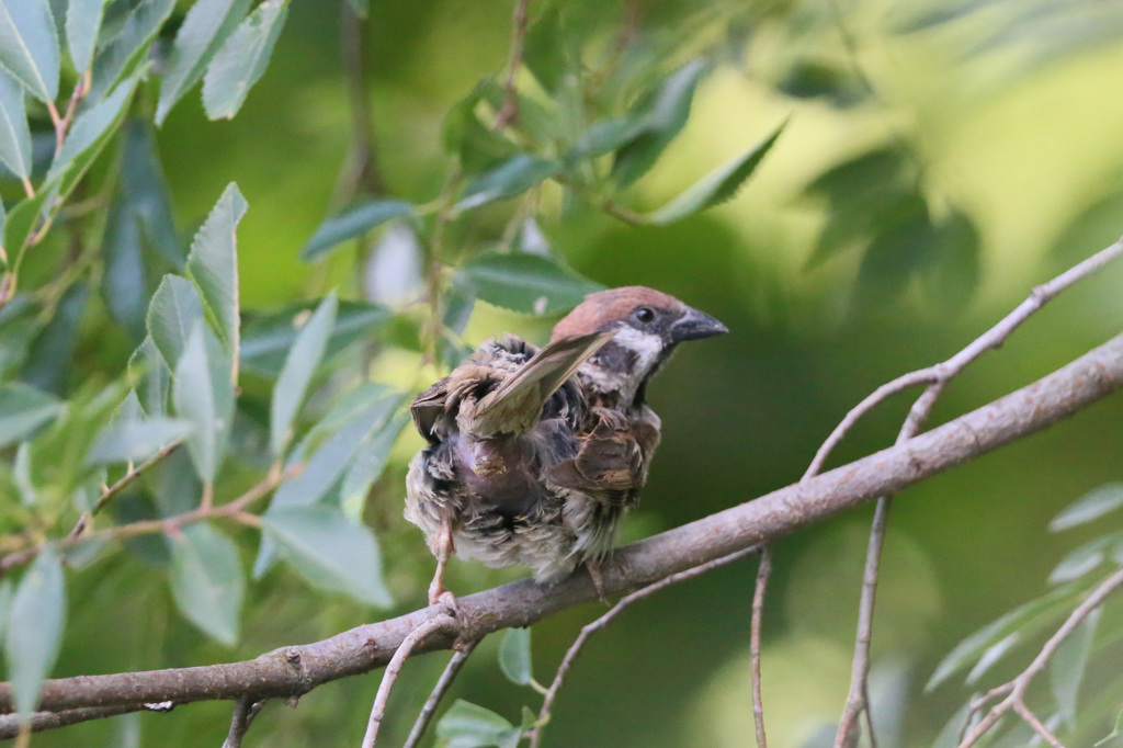 お尻撮らないで