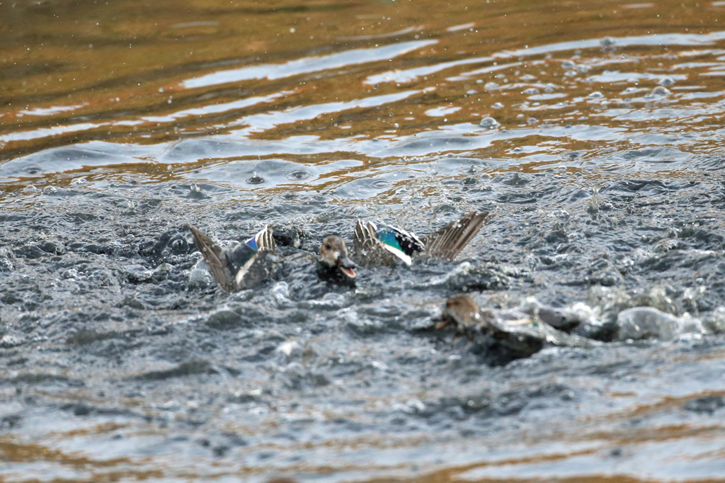 カモさん溺れる