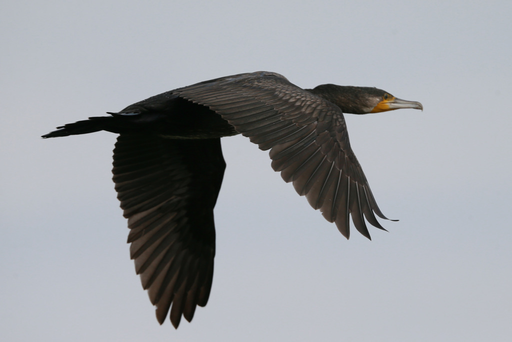 カワウの飛び方-2