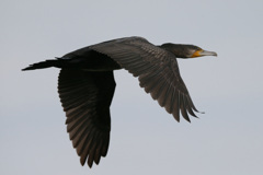 カワウの飛び方-2