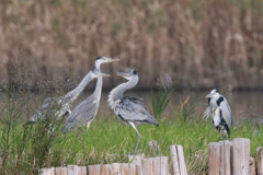 キスしてよいや～ん