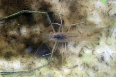 多分テナガエビです