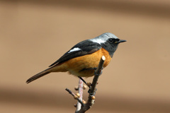 ジョウビタキ君-1