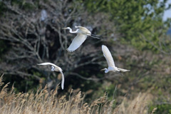 葦原の上をダイサギ君