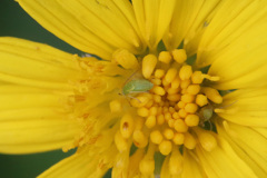 黄色のステージ