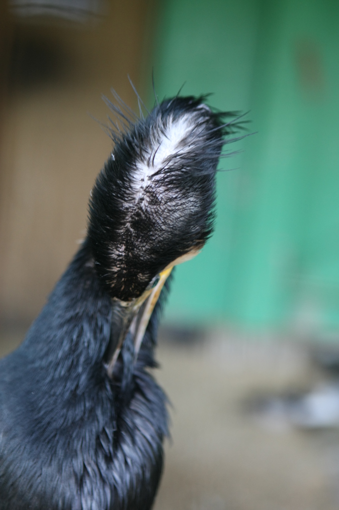 アデランスいる？