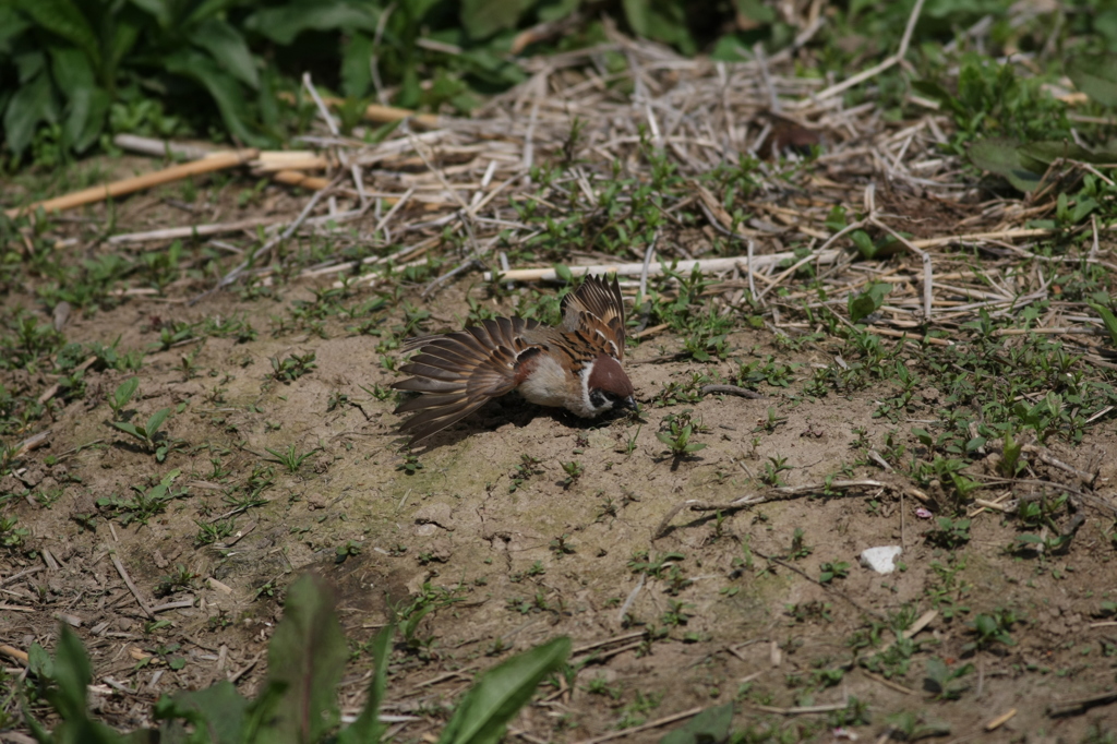 スズメのこま送り-3