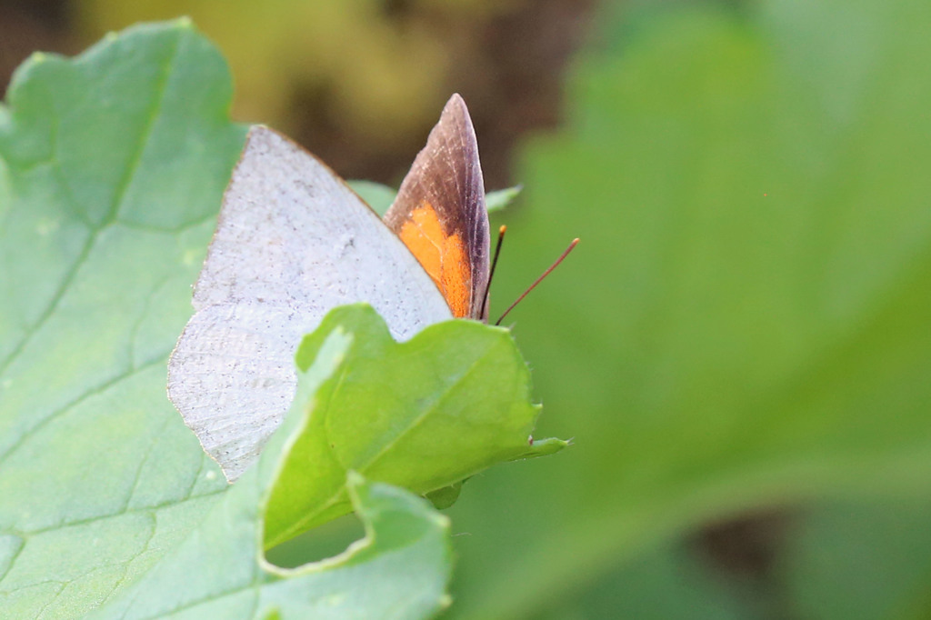 アンテナ二本？