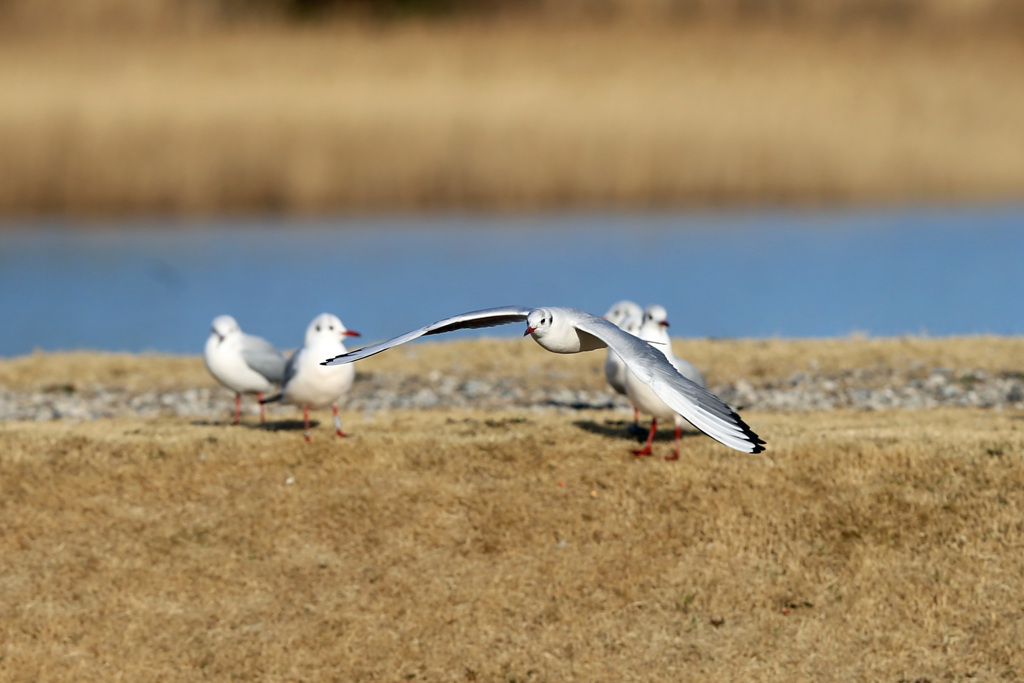 ユリカモメの観客